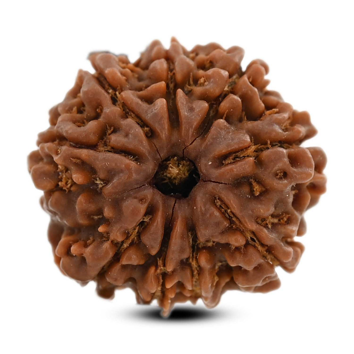 9 Mukhi Rudraksha (Nepal) 21.63 M.M.
