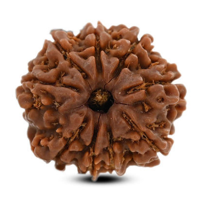 9 Mukhi Rudraksha (Nepal) 21.63 M.M.