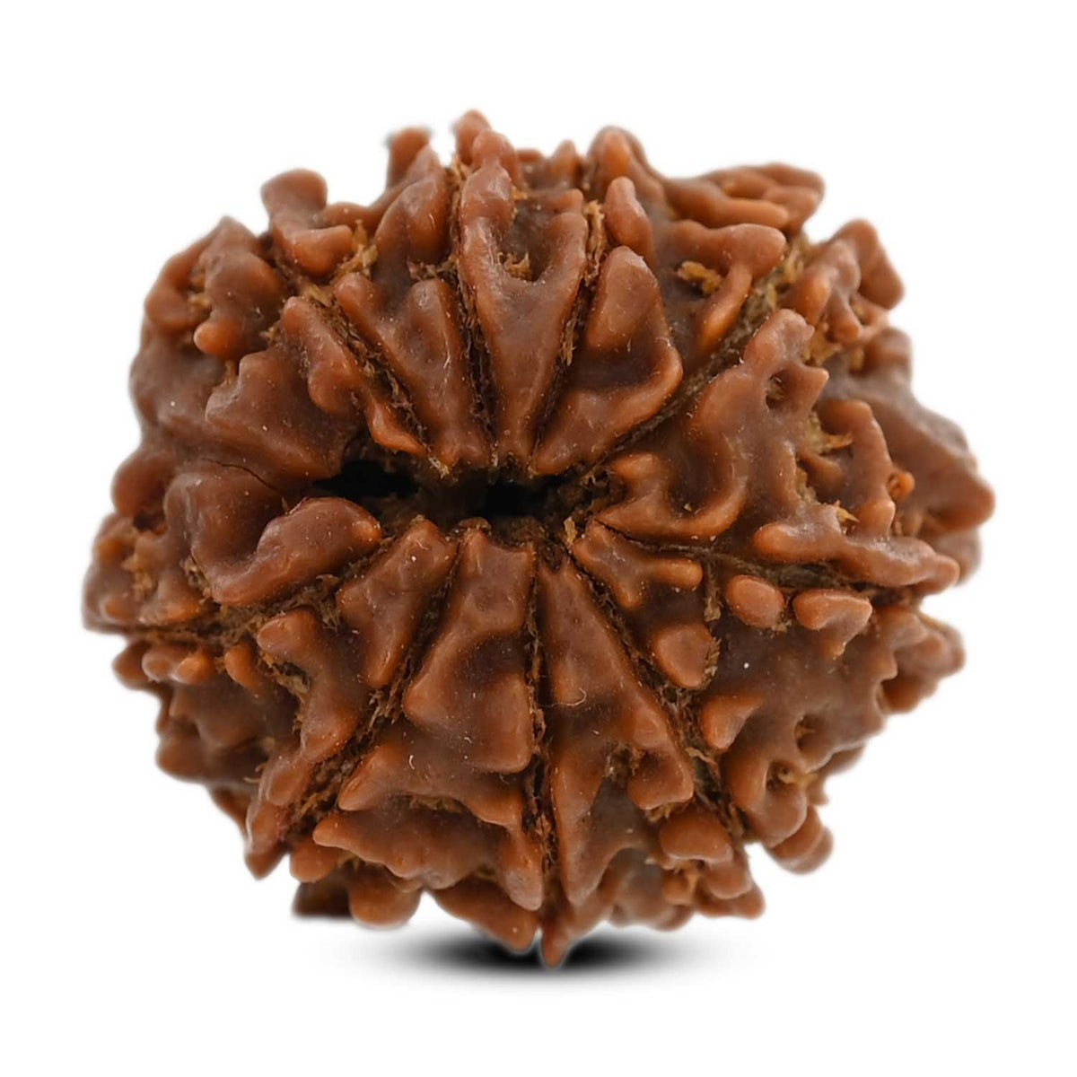 9 Mukhi Rudraksha (Nepal) 21.63 M.M.