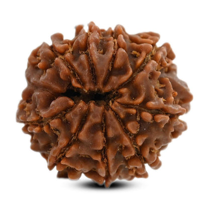 9 Mukhi Rudraksha (Nepal) 21.63 M.M.