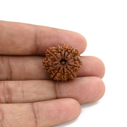 9 Mukhi Rudraksha (Nepal) 21.63 M.M.