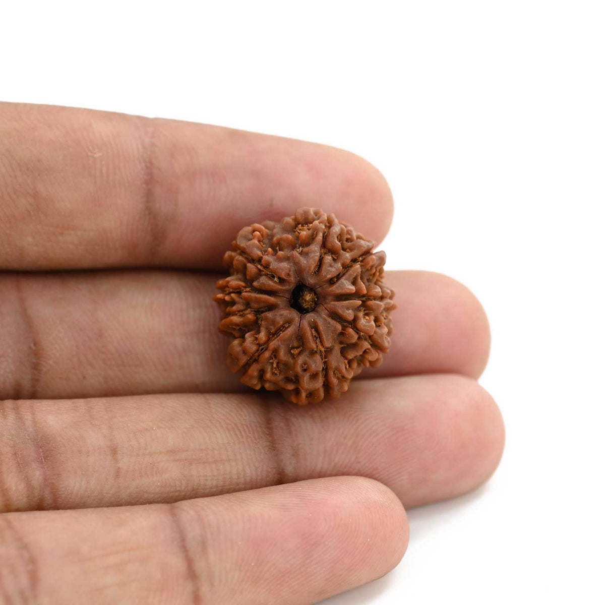 9 Mukhi Rudraksha (Nepal) 21.63 M.M.
