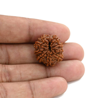 9 Mukhi Rudraksha (Nepal) 21.63 M.M.