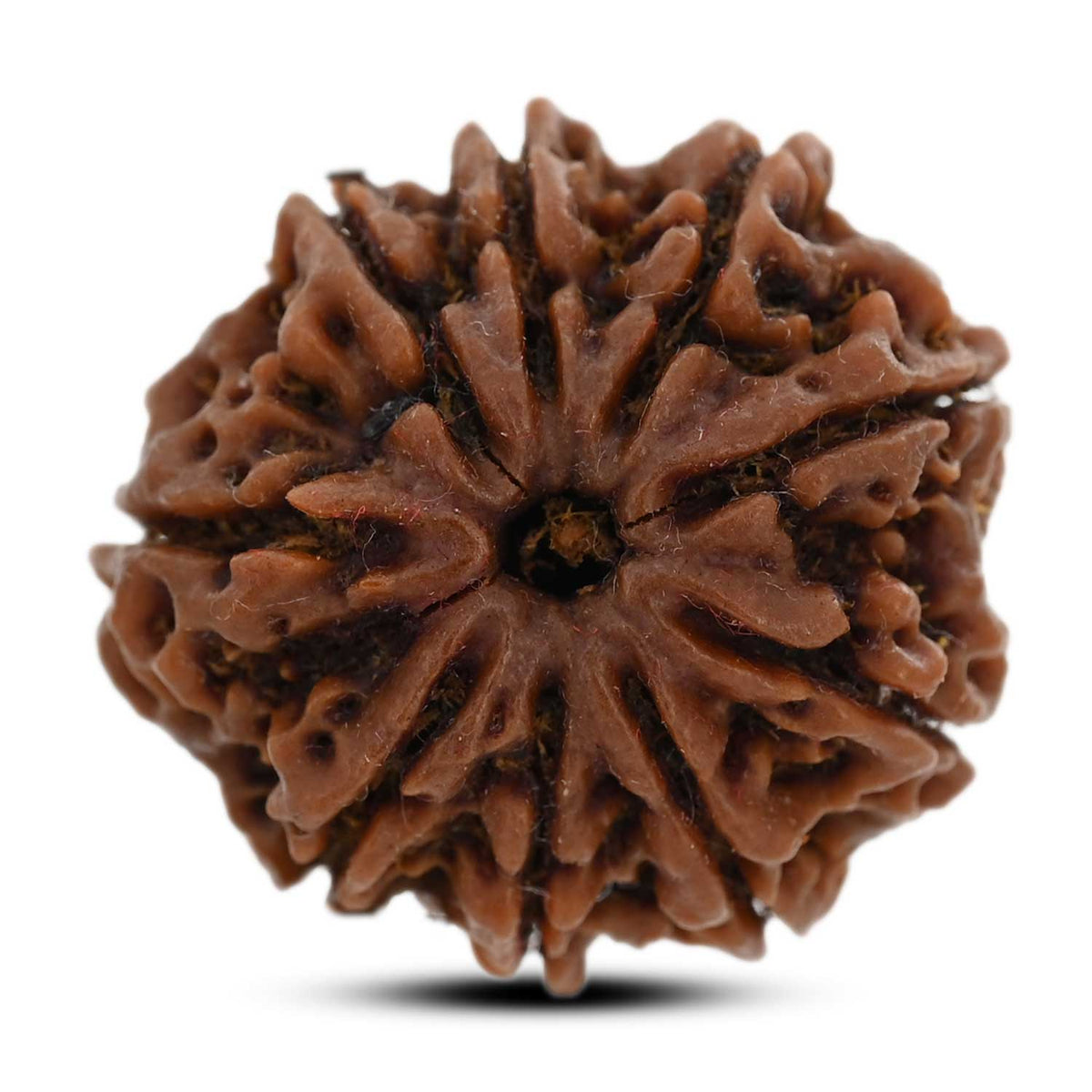 9 Mukhi Rudraksha (Nepal) 27.95 M.M.