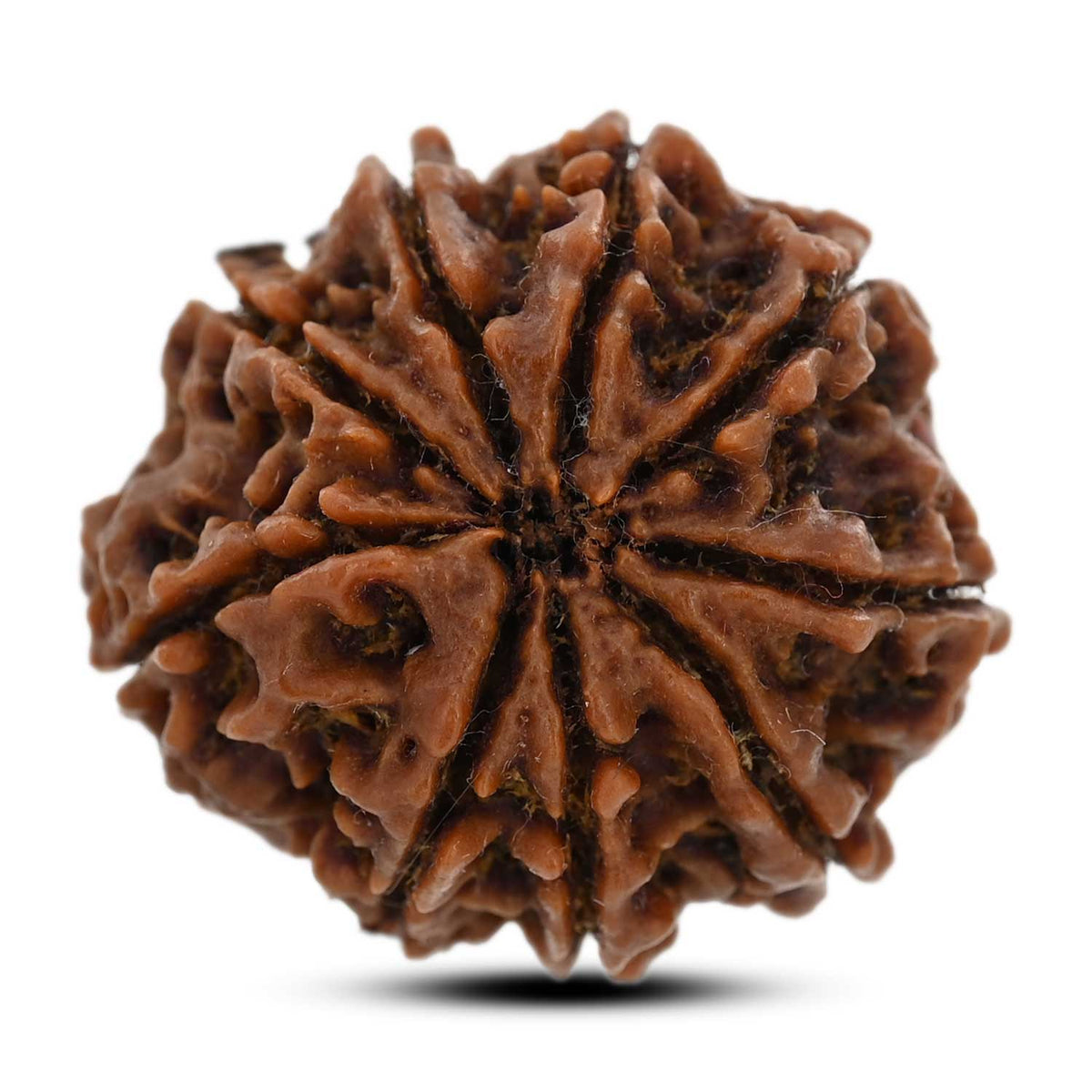 9 Mukhi Rudraksha (Nepal) 27.95 M.M.