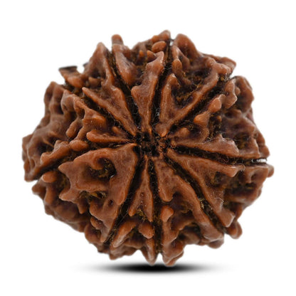 9 Mukhi Rudraksha (Nepal) 27.95 M.M.