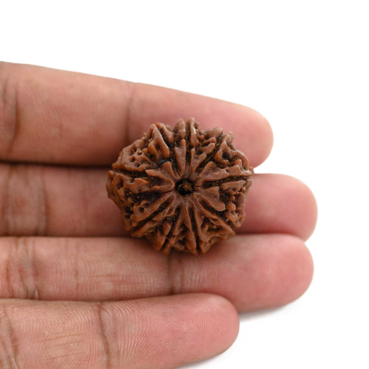 9 Mukhi Rudraksha (Nepal) 27.95 M.M.