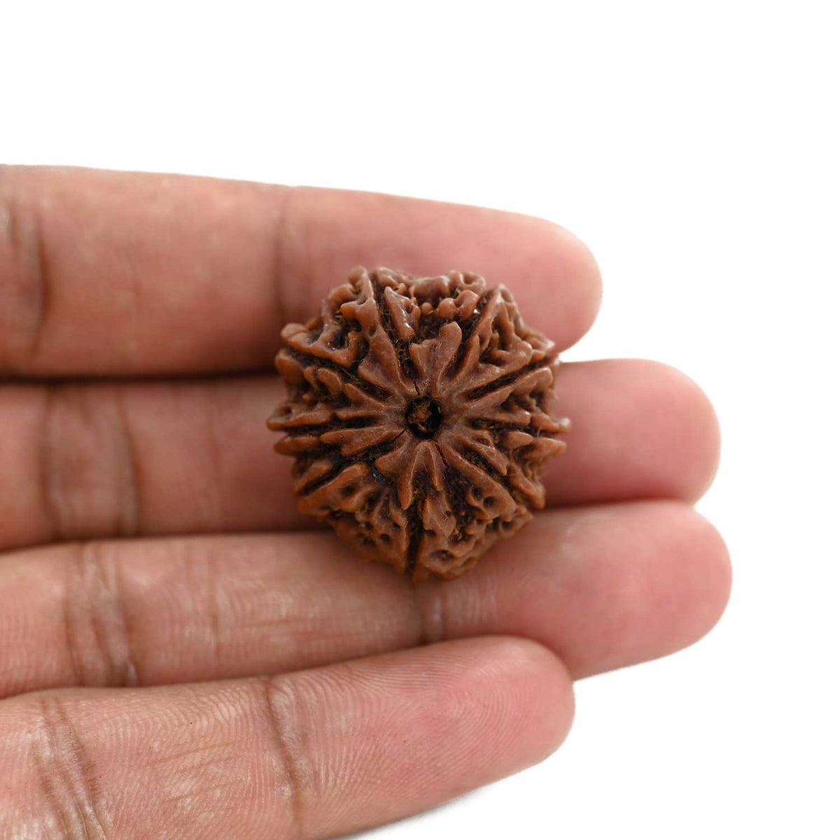 9 Mukhi Rudraksha (Nepal) 27.95 M.M.