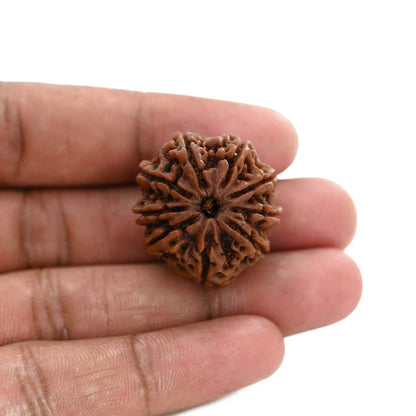 9 Mukhi Rudraksha (Nepal) 27.95 M.M.