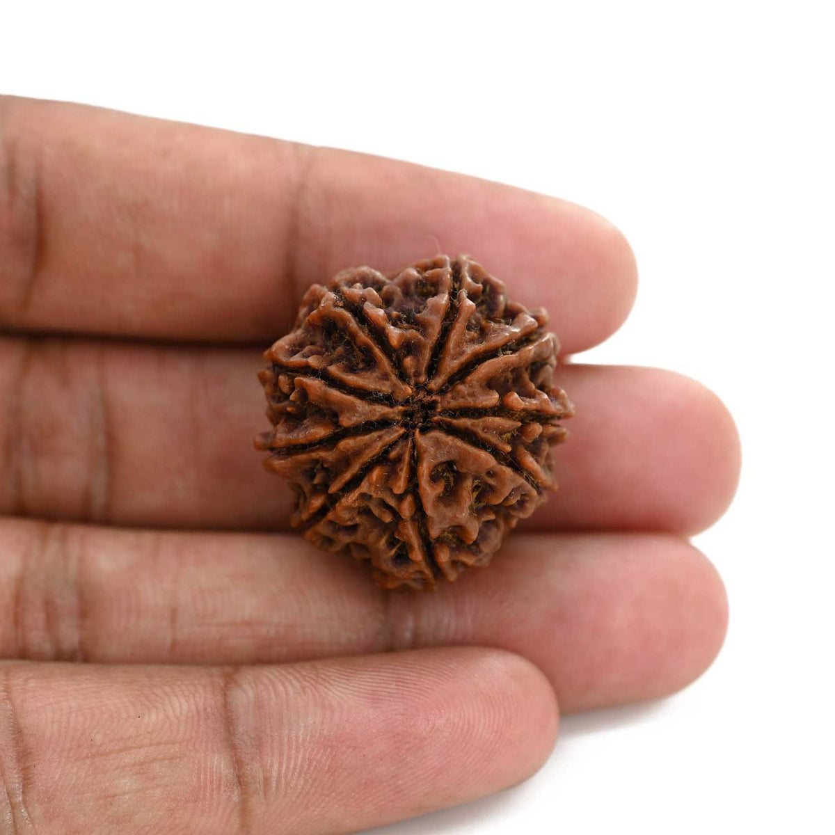 9 Mukhi Rudraksha (Nepal) 27.95 M.M.