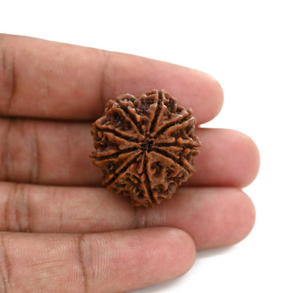 9 Mukhi Rudraksha (Nepal) 27.95 M.M.