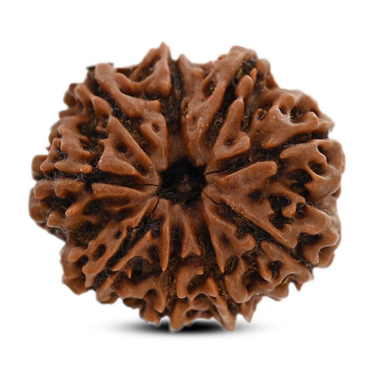9 Mukhi Rudraksha (Nepal) 24.6 M.M.