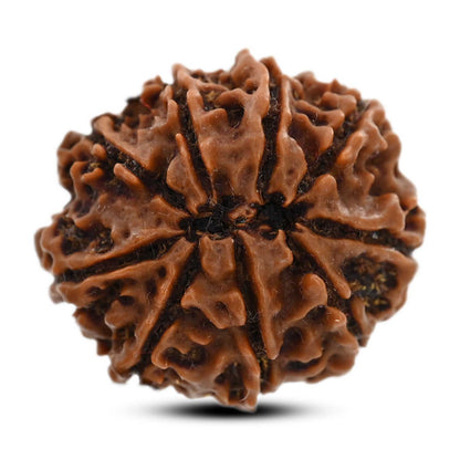 9 Mukhi Rudraksha (Nepal) 24.6 M.M.