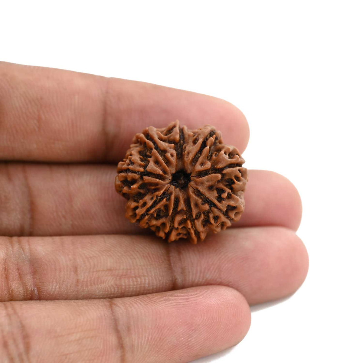 9 Mukhi Rudraksha (Nepal) 24.6 M.M.