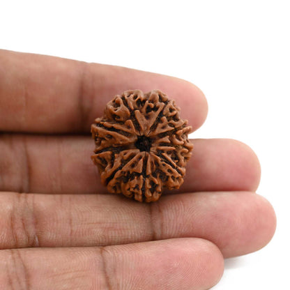 9 Mukhi Rudraksha (Nepal) 24.6 M.M.