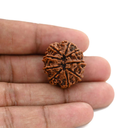 9 Mukhi Rudraksha (Nepal) 24.6 M.M.