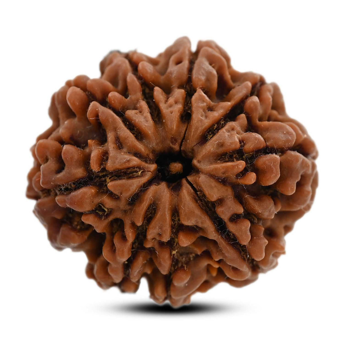 9 Mukhi Rudraksha (Nepal) 26.43 M.M.