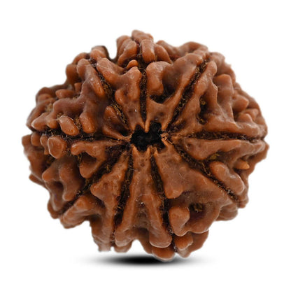 9 Mukhi Rudraksha (Nepal) 26.43 M.M.