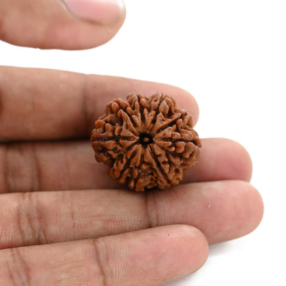 9 Mukhi Rudraksha (Nepal) 26.43 M.M.