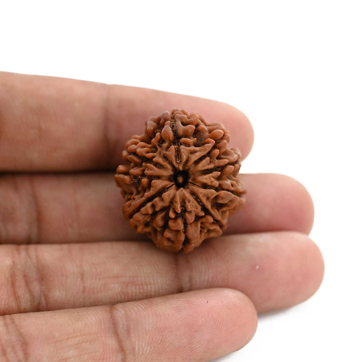 9 Mukhi Rudraksha (Nepal) 26.43 M.M.
