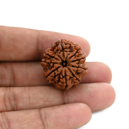 9 Mukhi Rudraksha (Nepal) 26.43 M.M.