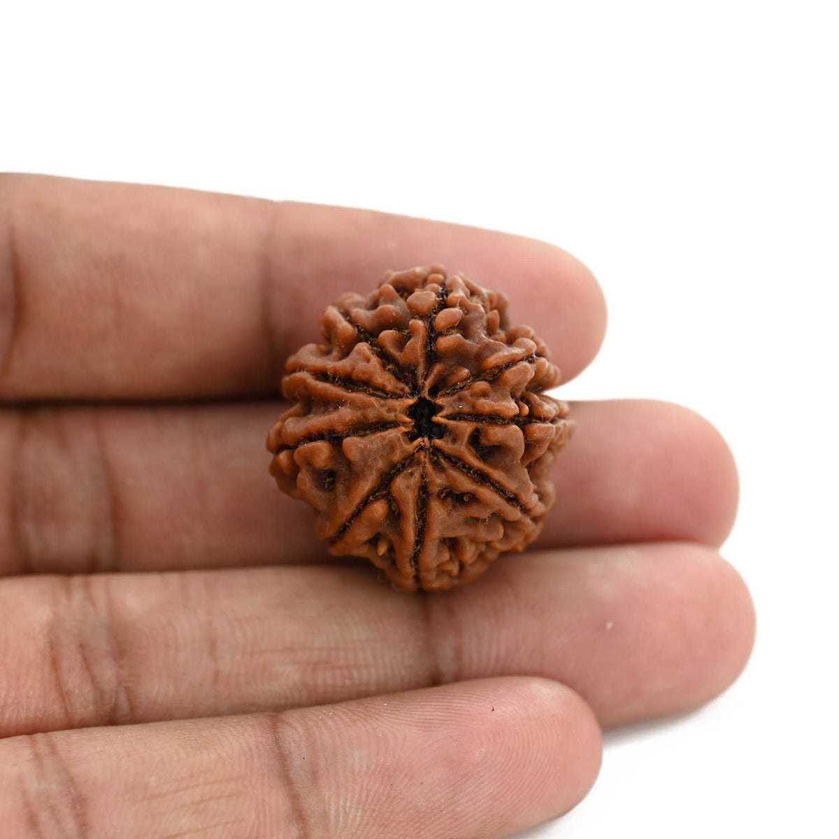 9 Mukhi Rudraksha (Nepal) 26.43 M.M.