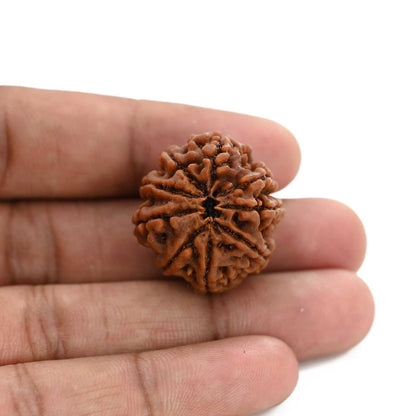 9 Mukhi Rudraksha (Nepal) 26.43 M.M.