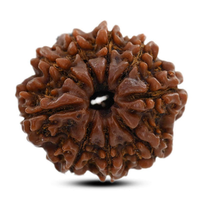 9 Mukhi Rudraksha (Nepal) 26.31 M.M.