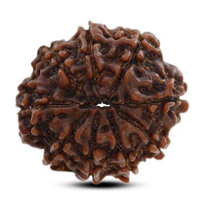9 Mukhi Rudraksha (Nepal) 26.31 M.M.