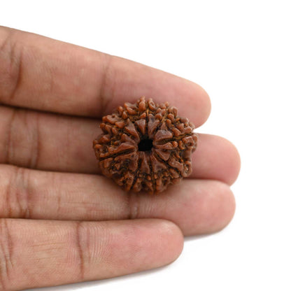 9 Mukhi Rudraksha (Nepal) 26.31 M.M.