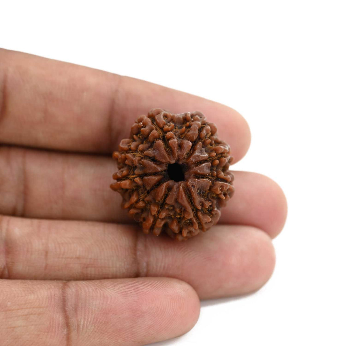 9 Mukhi Rudraksha (Nepal) 26.31 M.M.