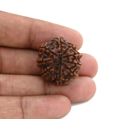 9 Mukhi Rudraksha (Nepal) 26.31 M.M.