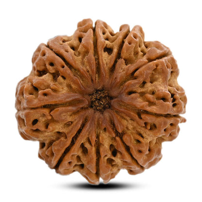 9 Mukhi Rudraksha (Nepal) 29.29 M.M.