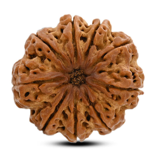 9 Mukhi Rudraksha (Nepal) 29.29 M.M.