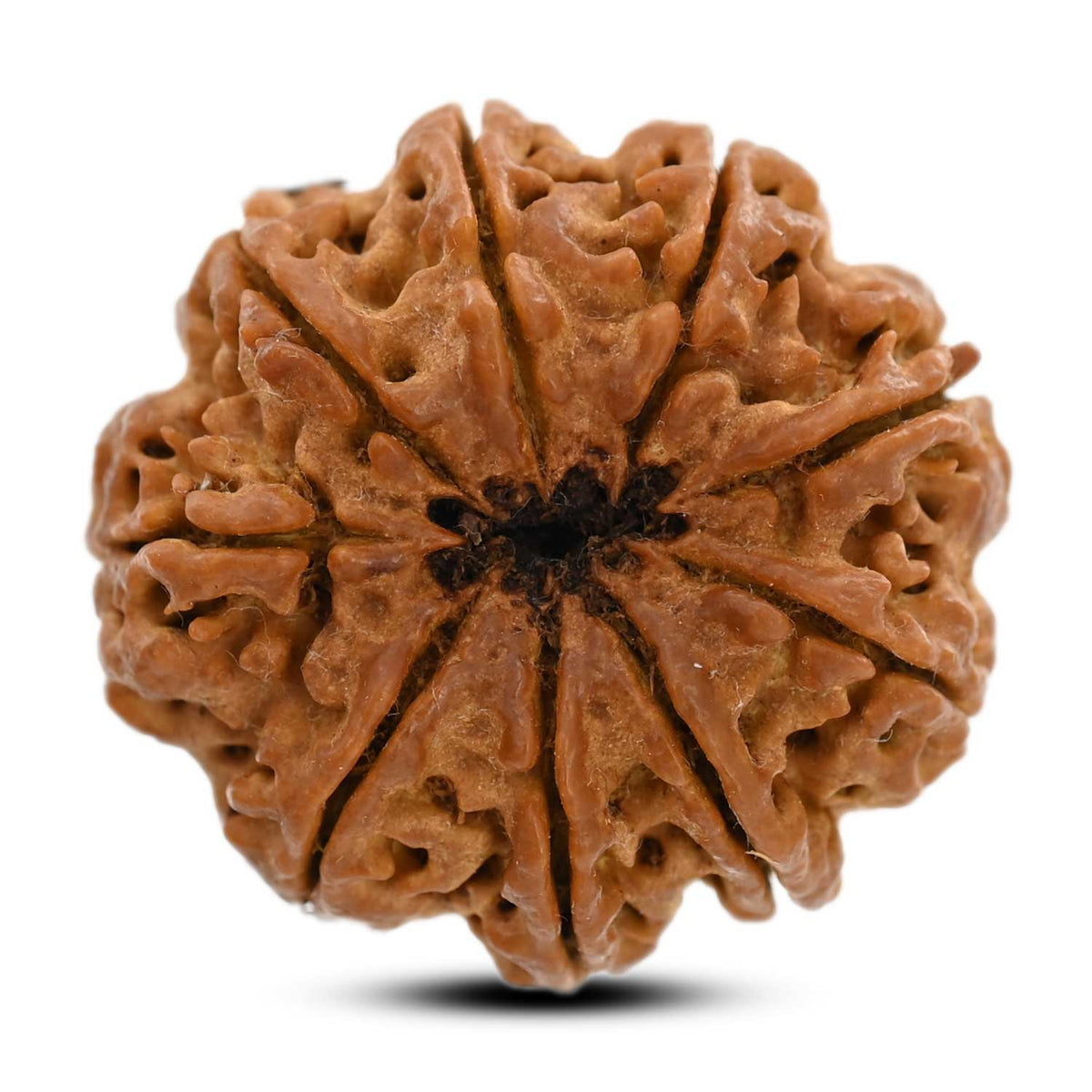 9 Mukhi Rudraksha (Nepal) 29.29 M.M.