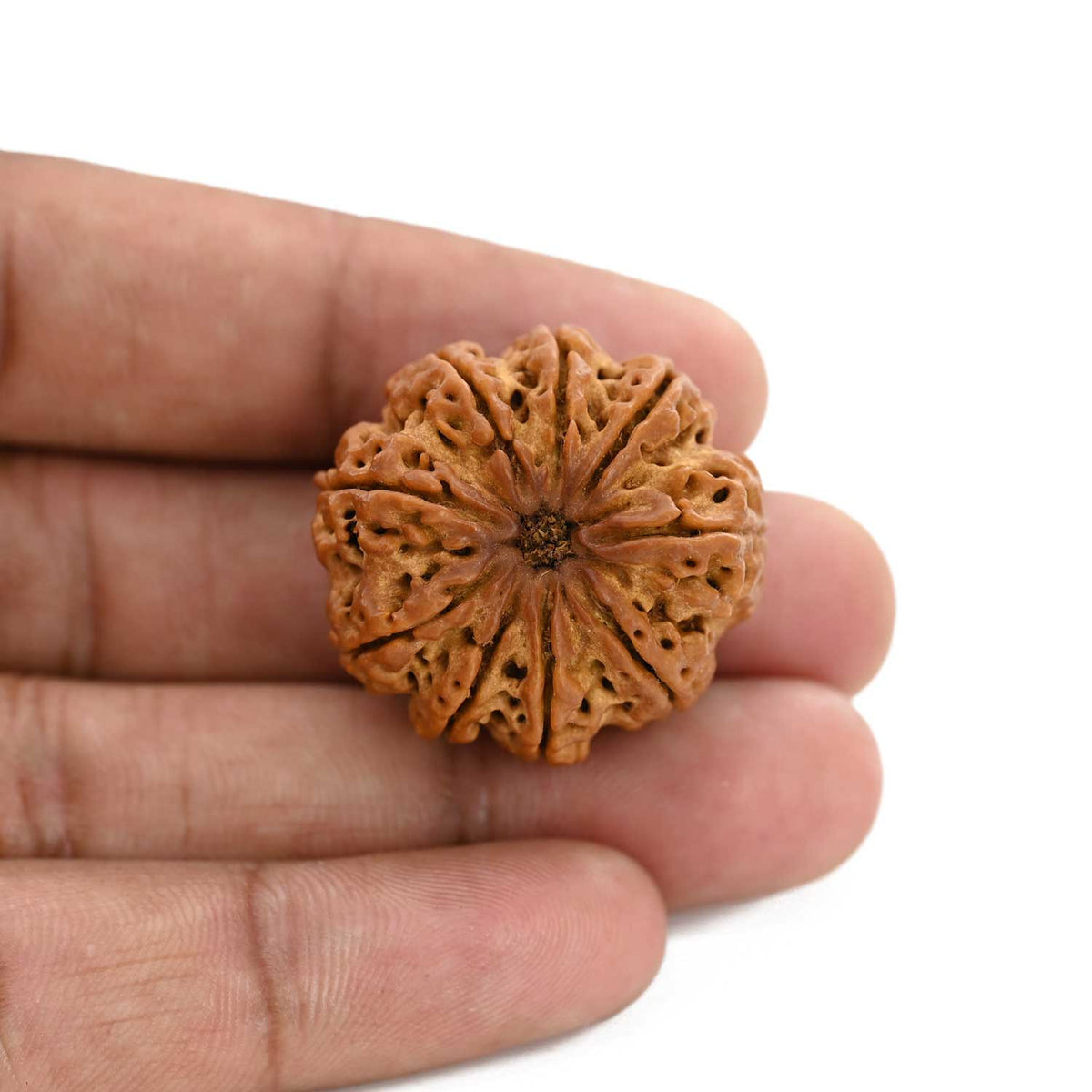 9 Mukhi Rudraksha (Nepal) 29.29 M.M.