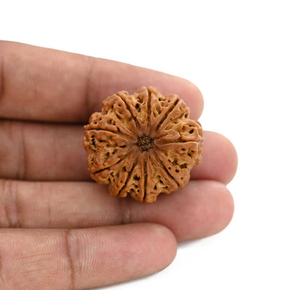 9 Mukhi Rudraksha (Nepal) 29.29 M.M.