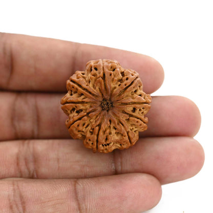 9 Mukhi Rudraksha (Nepal) 29.29 M.M.