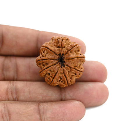 9 Mukhi Rudraksha (Nepal) 29.29 M.M.