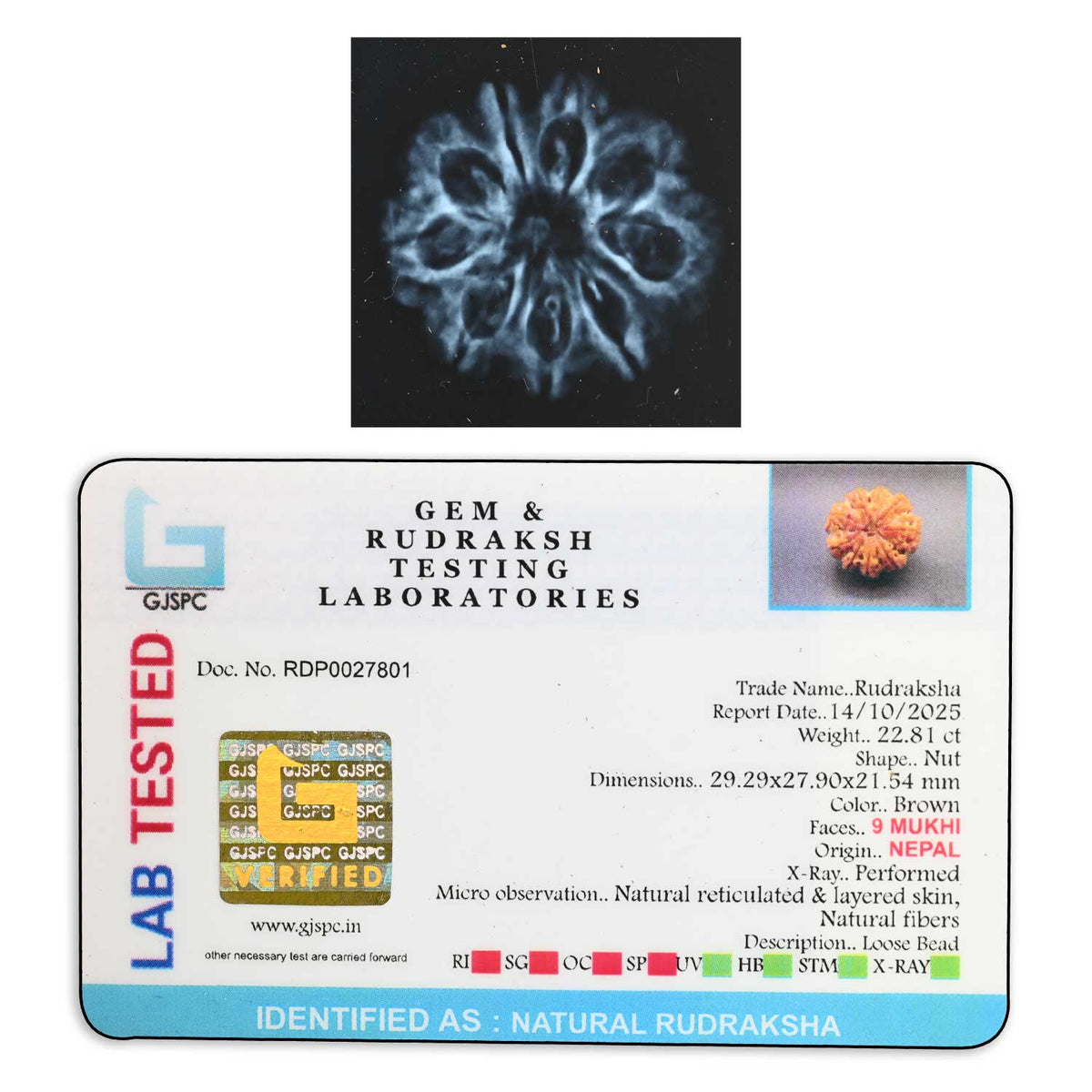 9 Mukhi Rudraksha (Nepal) 29.29 M.M.