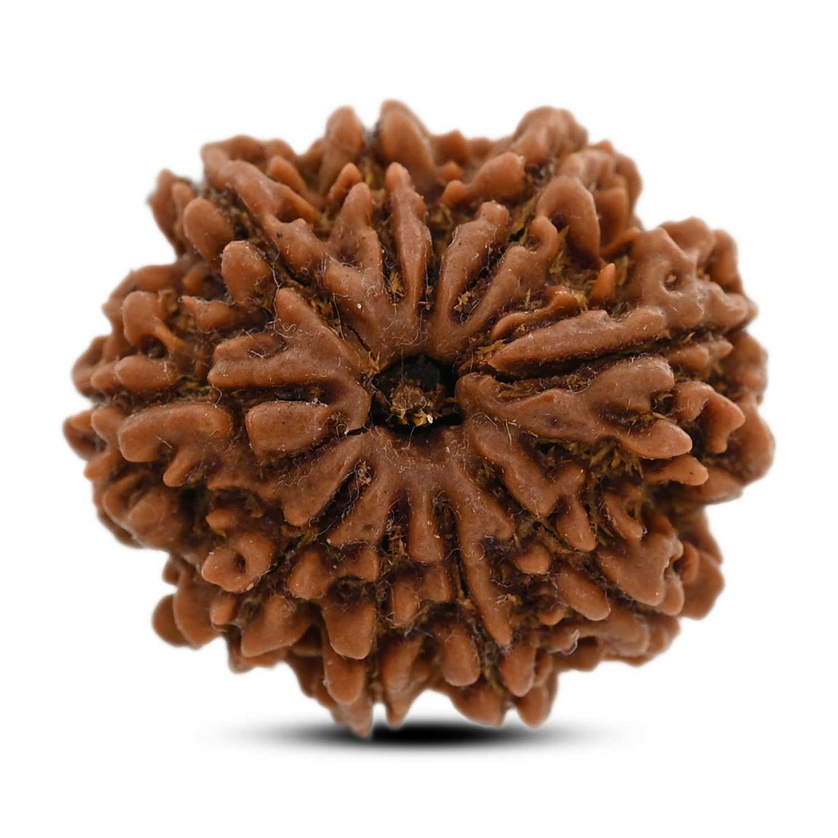 9 Mukhi Rudraksha (Nepal) 25.07 M.M.