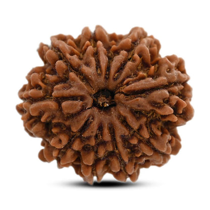 9 Mukhi Rudraksha (Nepal) 25.07 M.M.