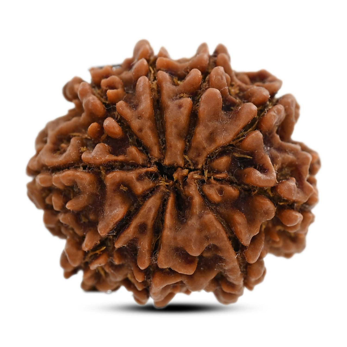 9 Mukhi Rudraksha (Nepal) 25.07 M.M.