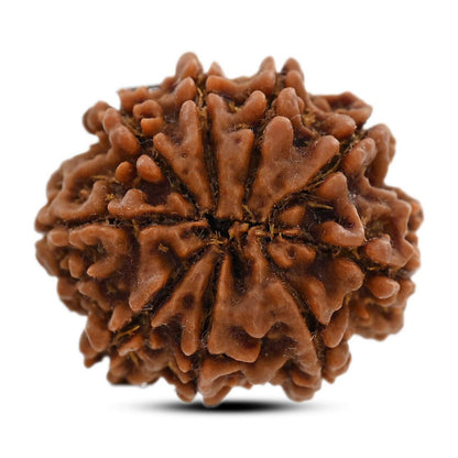 9 Mukhi Rudraksha (Nepal) 25.07 M.M.