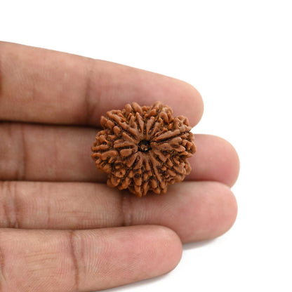 9 Mukhi Rudraksha (Nepal) 25.07 M.M.