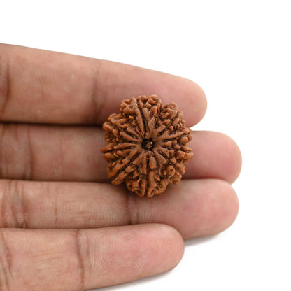 9 Mukhi Rudraksha (Nepal) 25.07 M.M.