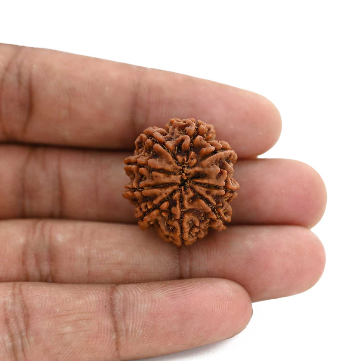 9 Mukhi Rudraksha (Nepal) 25.07 M.M.