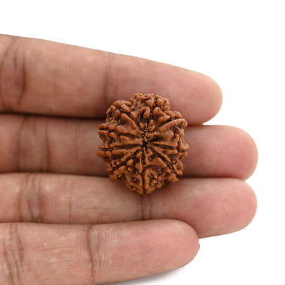 9 Mukhi Rudraksha (Nepal) 25.07 M.M.