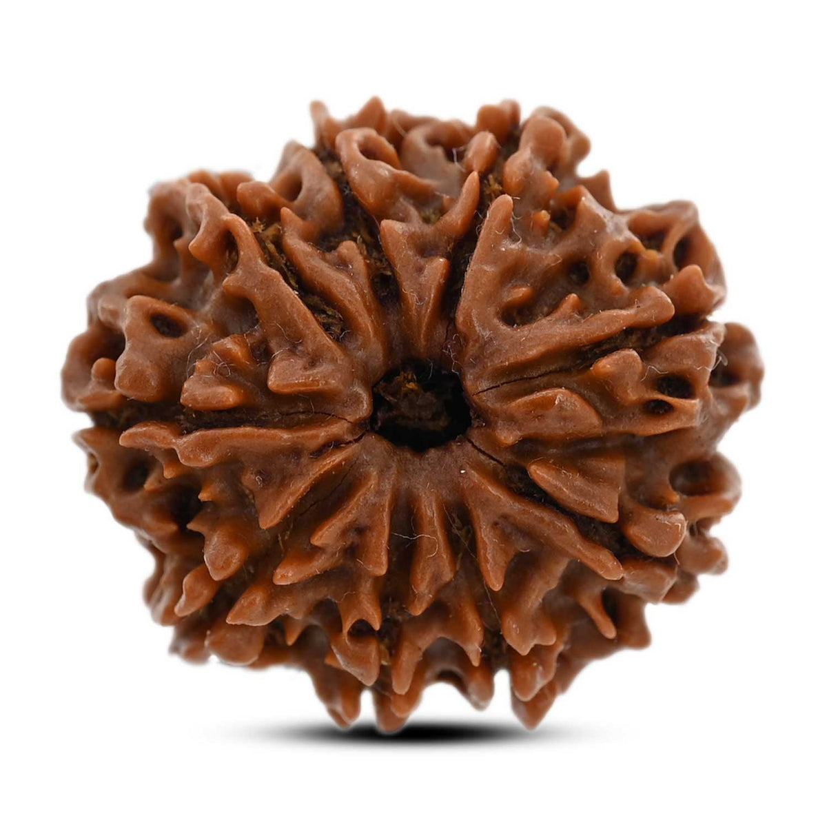 9 Mukhi Rudraksha (Nepal) 24.89 M.M.