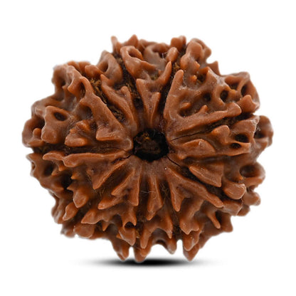 9 Mukhi Rudraksha (Nepal) 24.89 M.M.
